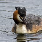 Grebe